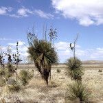 Yucca elata Habitus