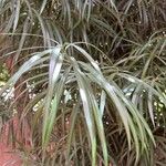 Podocarpus salignus ഇല