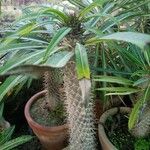 Pachypodium lamerei Fuelha