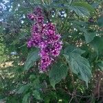 Syringa josikaea Flower