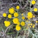 Santolina corsica Flower