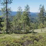 Pinus jeffreyi Plante entière