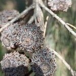 Allocasuarina torulosa Vrucht