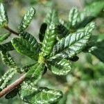 Ceanothus impressus पत्ता