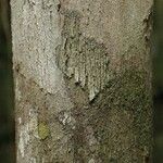 Mouriri nervosa Kabuk