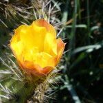 Opuntia oricola Flor