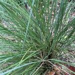 Festuca heterophylla Hoja