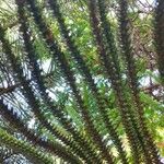 Araucaria nemorosa Hoja