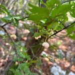 Euonymus verrucosus Fruit