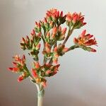 Crassula perfoliataFloare