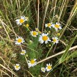 Anthemis cotula പുഷ്പം