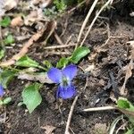Viola suavis Virág