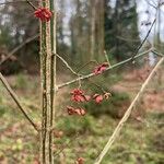 Euonymus atropurpureus Fruit