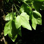 Acer × coriaceum Leaf