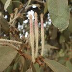 Phragmanthera eminii Fruto