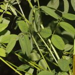 Indigofera trita Blatt