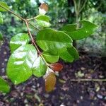 Psidium friedrichsthalianum Fuelha