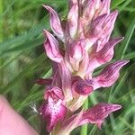 Anacamptis coriophora Blüte