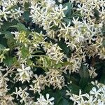 Trachelospermum jasminoides Цвят