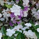 Brunfelsia paucifloraKvět