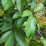 Miconia longifolia Лист