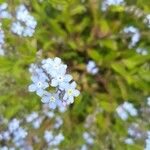 Myosotis arvensis Fleur