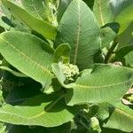 Asclepias viridiflora पत्ता