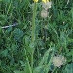 Crepis pontana Συνήθη χαρακτηριστικά