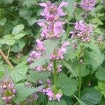 Lamium maculatumFloare