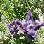 Bartsia alpina Flower
