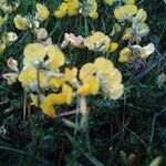 Lotus corniculatusFlor