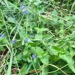 Veronica chamaedrys Habit