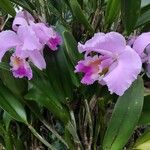 Cattleya trianae 形態