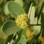 Boscia senegalensis Flower