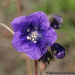 Phacelia parryi Floare