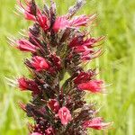 Pontechium maculatum Flower