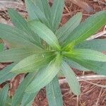 Solidago chilensis পাতা