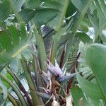 Strelitzia nicolai Flor