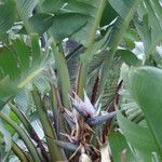 Strelitzia nicolai Flors