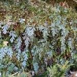 Hymenophyllum tunbrigense Ліст