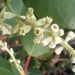 Laguncularia racemosa Flor