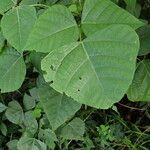 Erythrina droogmansiana Hoja