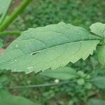 Dipsacus pilosus Fuelha