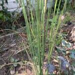 Juncus effususFoglia