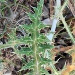 Echinops ritro Leaf