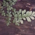 Asplenium buettneri Folio