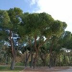 Pinus pinea Natur