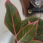 Aglaonema commutatum Blad