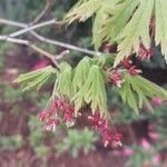 Acer japonicumLeaf