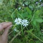 Stellaria nemorumBlomst